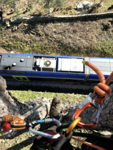 Abbattimento di alberi per Trenitalia