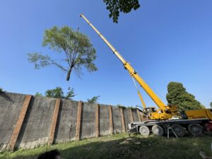Abbattimento alberi autogru